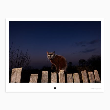 As evening falls, domestic cat turns into a night hunter. Crna Bara, Serbia, 2012.