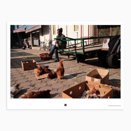 A man stands proudly behind his collection of young chickens. The birds, their vibrant feathers and sharp beaks, cluck and crow as they peck at the scattered grains on the ground. Bijeljina, Bosnia and Herzegovina, 2019.