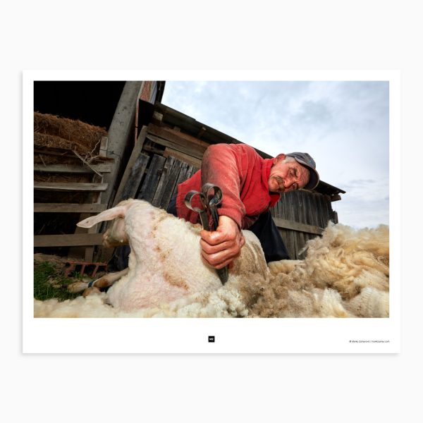 The man crouches beside the sheep, holding it firmly as he begins to shear its thick wool coat. His hand shears move quickly and efficiently, the rhythmic sound of metal on wool filling the air. As he works, the sheep's wool falls away in large, fluffy chunks, revealing its smooth, soft skin underneath. Crna Bara, Serbia, 2014.