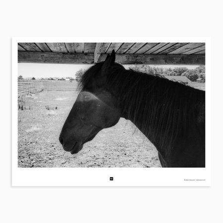 Portrait of a horse. Bijeljina, Bosnia and Herzegovina, 2022.