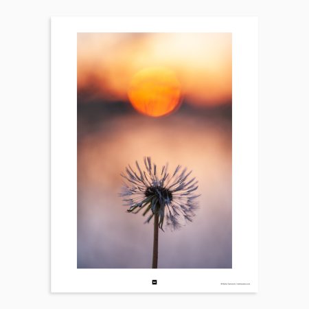 The dandelion stands tall in the fading light of dusk. Its fluffy white seeds are ready to be carried away by a breeze, dancing away in the fading warmth of the day. Crna Bara, Serbia, 2011.