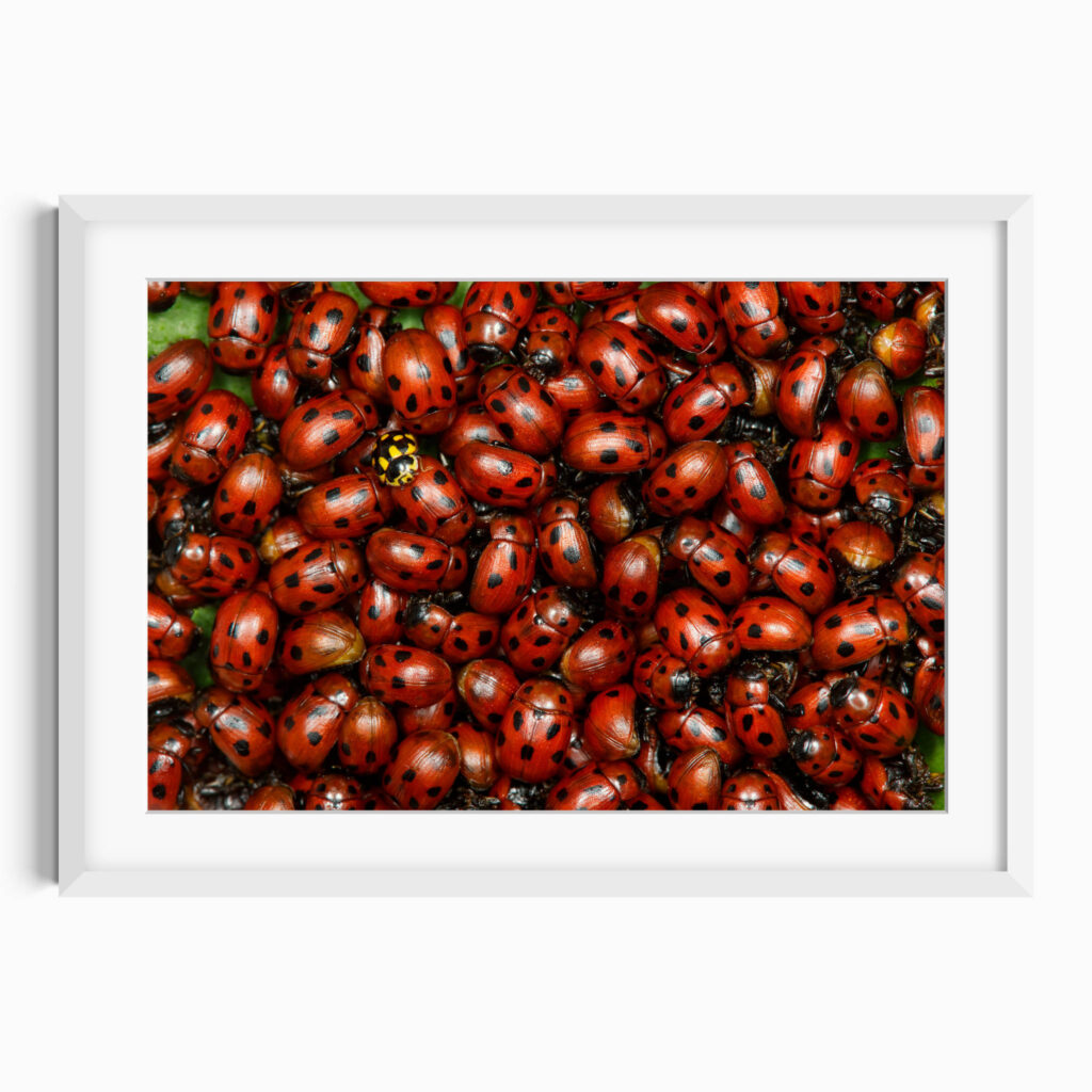 Ladybugs
