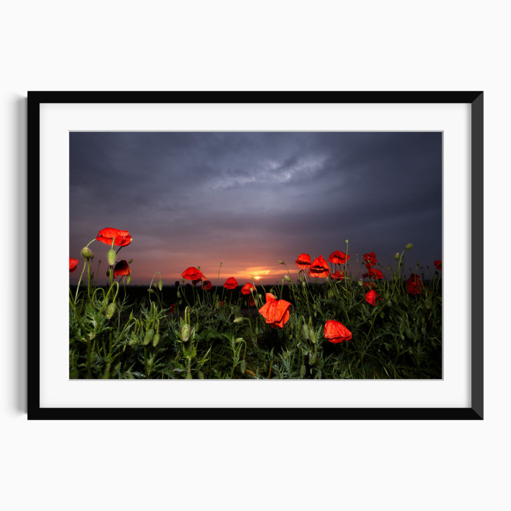 Wild Poppies
